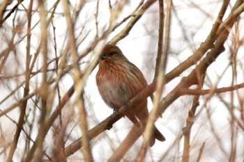 Pallas's Rosefinch 岡谷林道 Sun, 12/24/2023