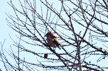 Red Crossbill 岡谷林道 Sun, 12/24/2023