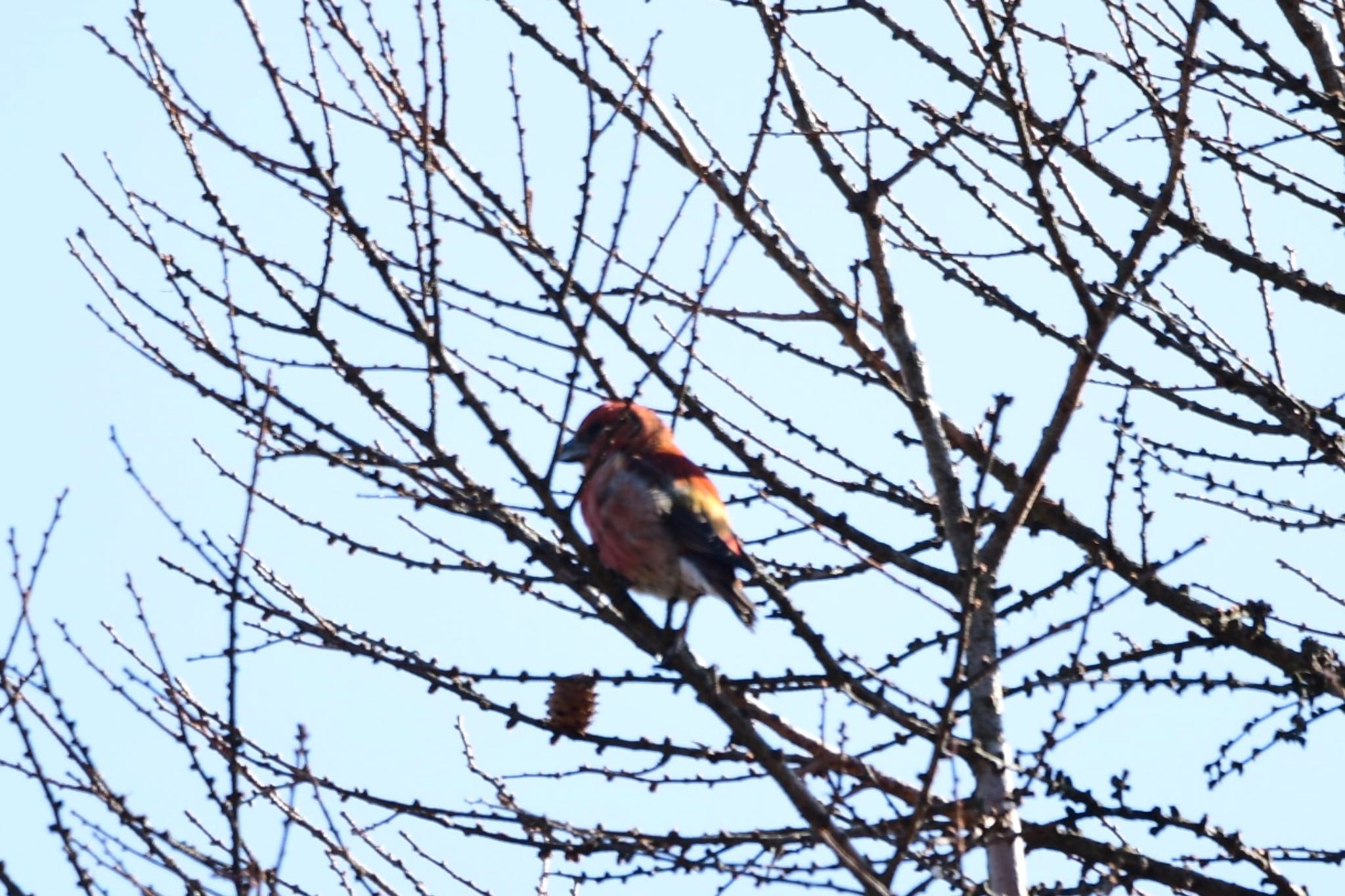 Photo of Red Crossbill at 岡谷林道 by こんぺい
