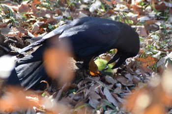 Large-billed Crow ＭＦ Sat, 12/23/2023