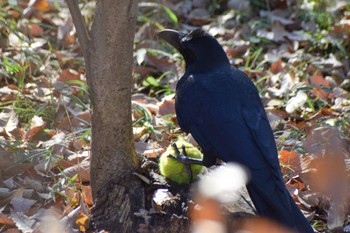 Large-billed Crow ＭＦ Sat, 12/23/2023