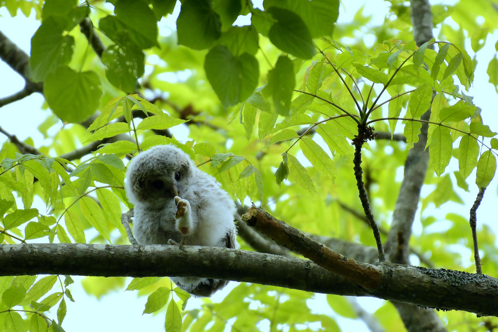 Ural Owl