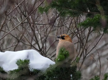 ミヤマカケス 宮城沢林道(札幌市西区) 2023年12月24日(日)