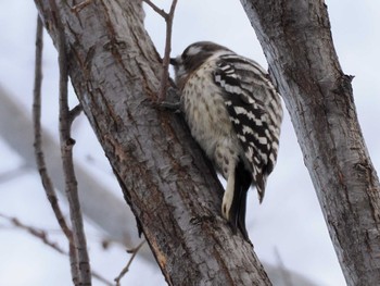 Japanese Pygmy Woodpecker(seebohmi) 宮丘公園(札幌市西区) Sun, 12/24/2023