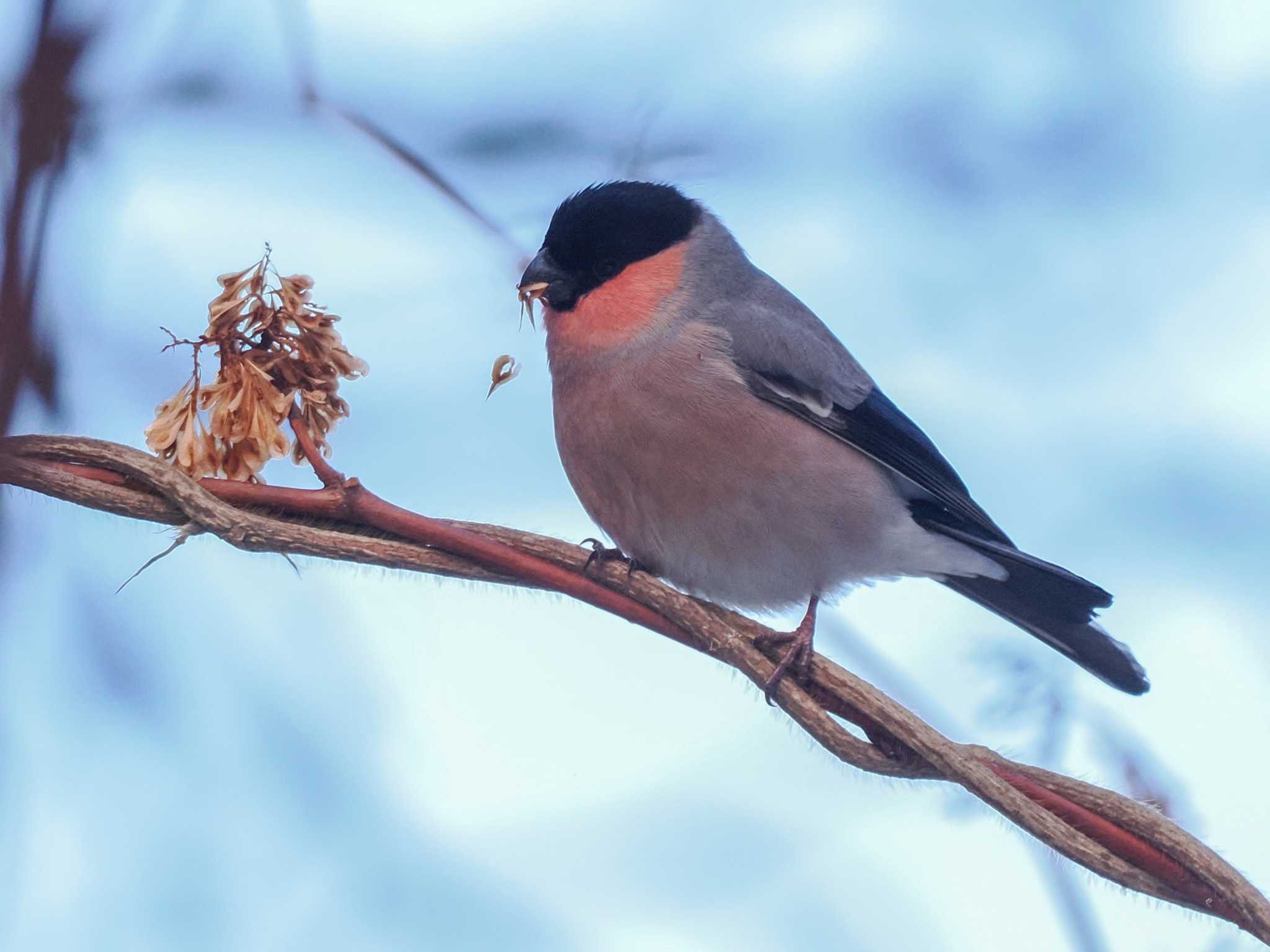 アカウソ