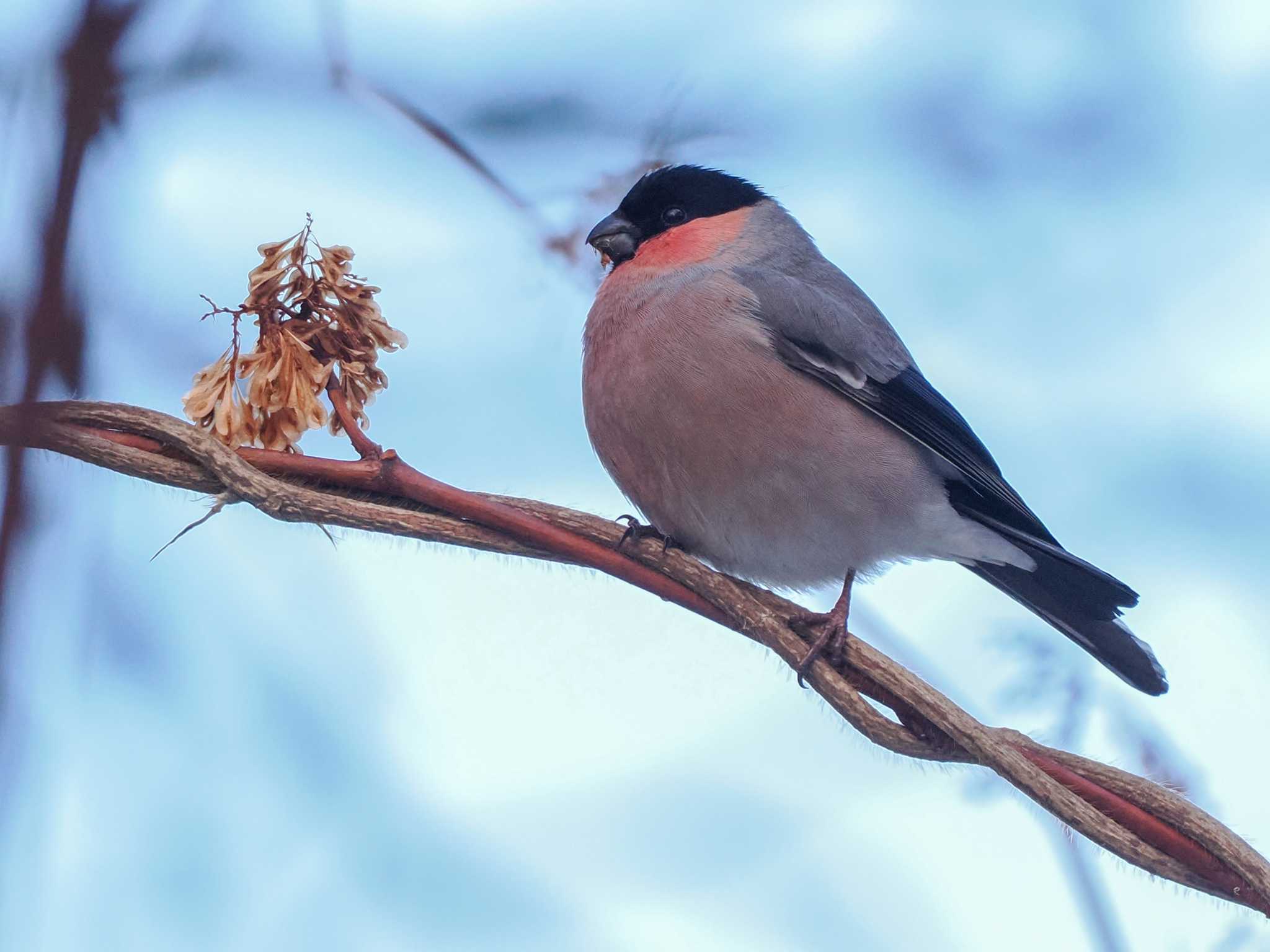 アカウソ