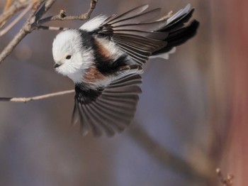 2023年12月23日(土) 前田森林公園(札幌市)の野鳥観察記録