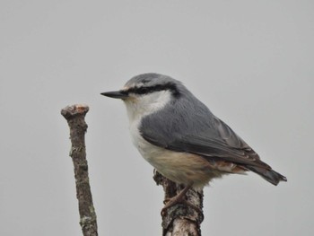 Eurasian Nuthatch(asiatica) 道東 Thu, 9/28/2023