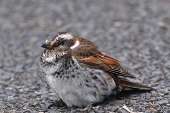 2023年12月24日(日) 長浜公園の野鳥観察記録