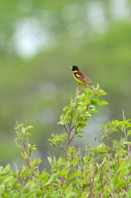 Yellow-breasted Bunting