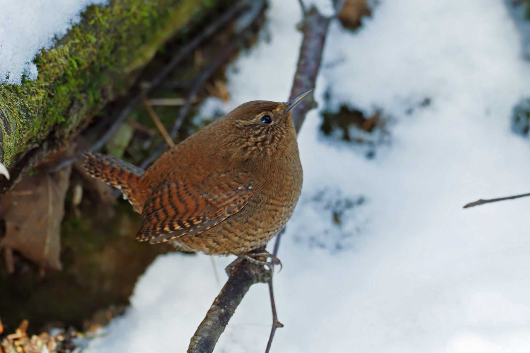 Eurasian Wren