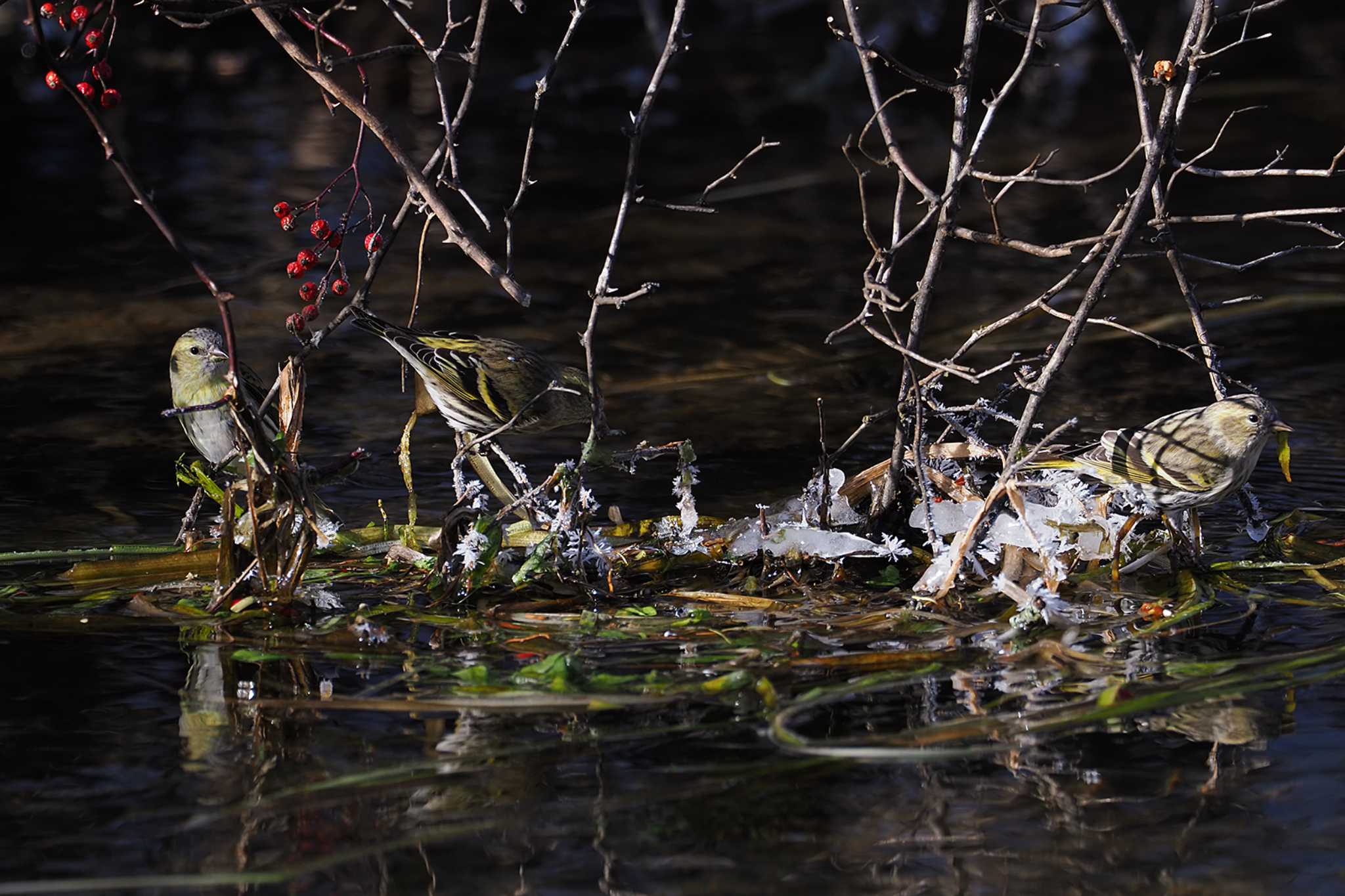 Eurasian Siskin