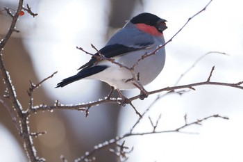 2023年12月24日(日) 戦場ヶ原の野鳥観察記録