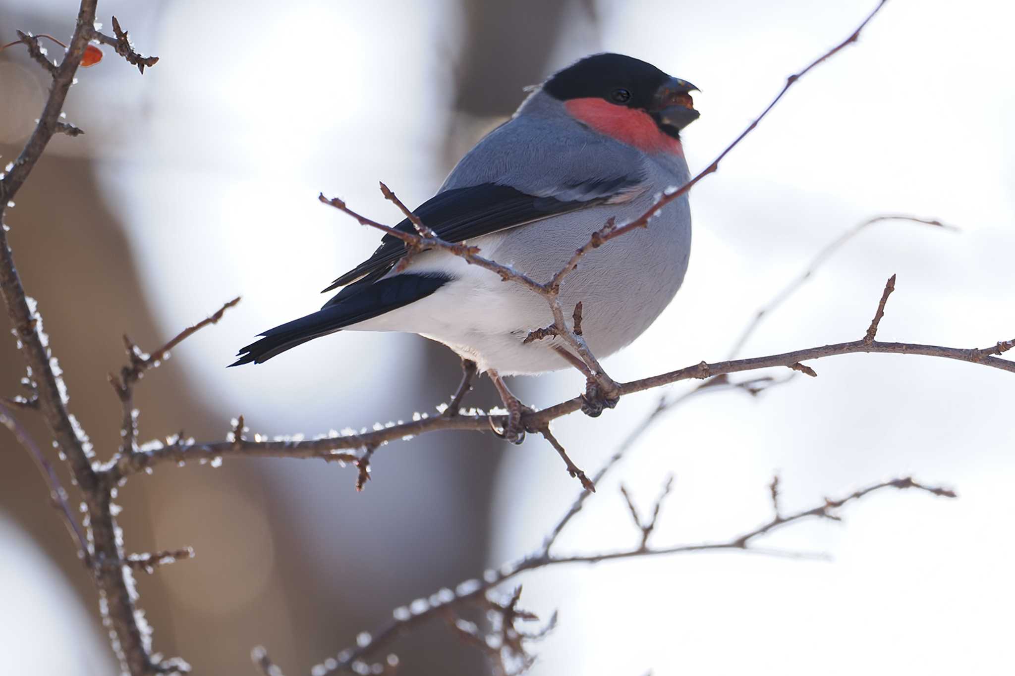 Eurasian Bullfinch