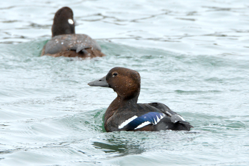 Steller's Eider