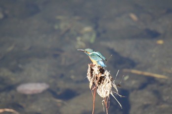 Common Kingfisher 芥川 Sat, 12/23/2023