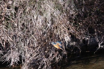 カワセミ 芥川 2023年12月23日(土)