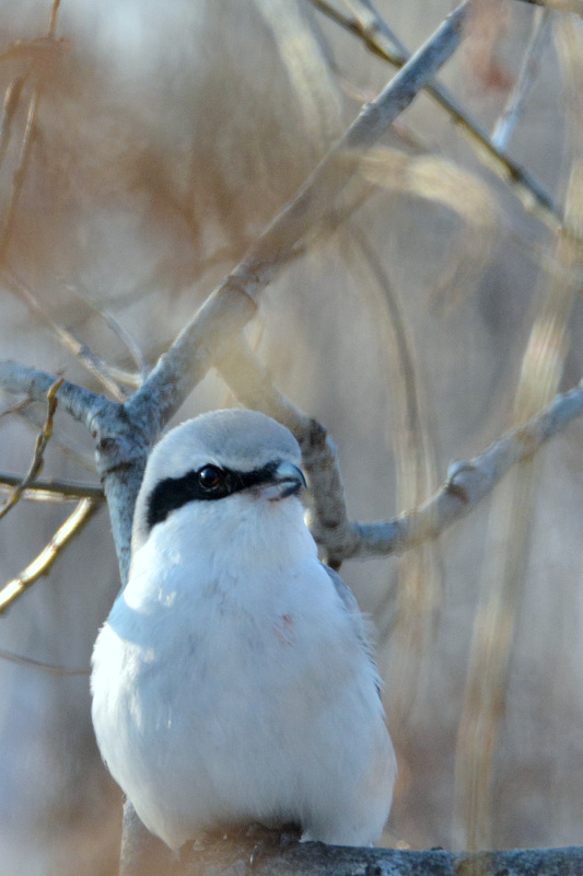 Great Grey Shrike