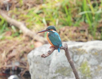 カワセミ 野川公園 2023年12月24日(日)