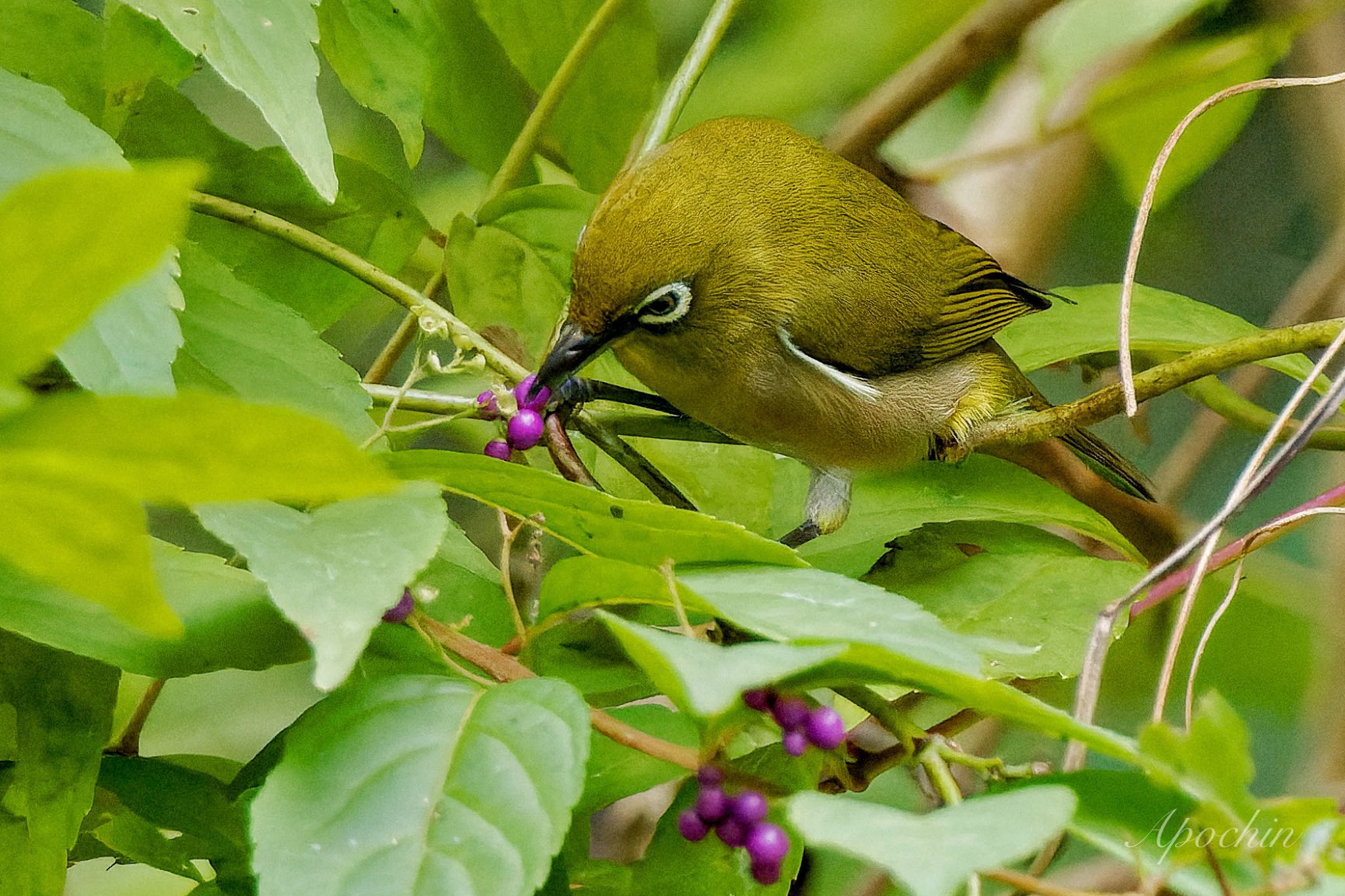 Warbling White-eye