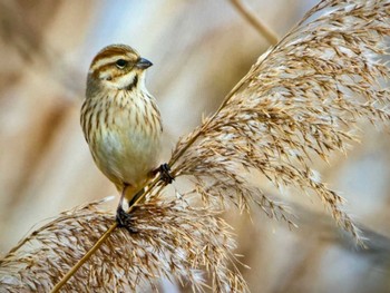 2023年12月24日(日) 北印旛沼の野鳥観察記録