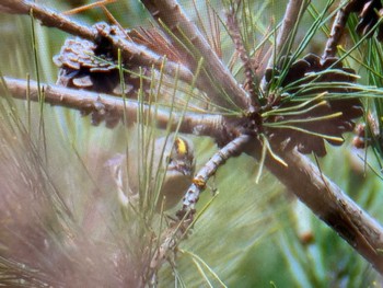 2023年12月24日(日) 房総のむらの野鳥観察記録