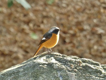 Daurian Redstart Oizumi Ryokuchi Park Sun, 12/24/2023