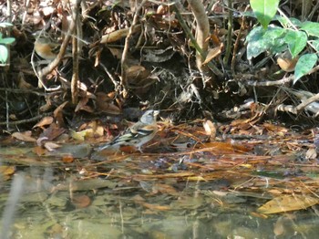 Brambling Oizumi Ryokuchi Park Sun, 12/24/2023