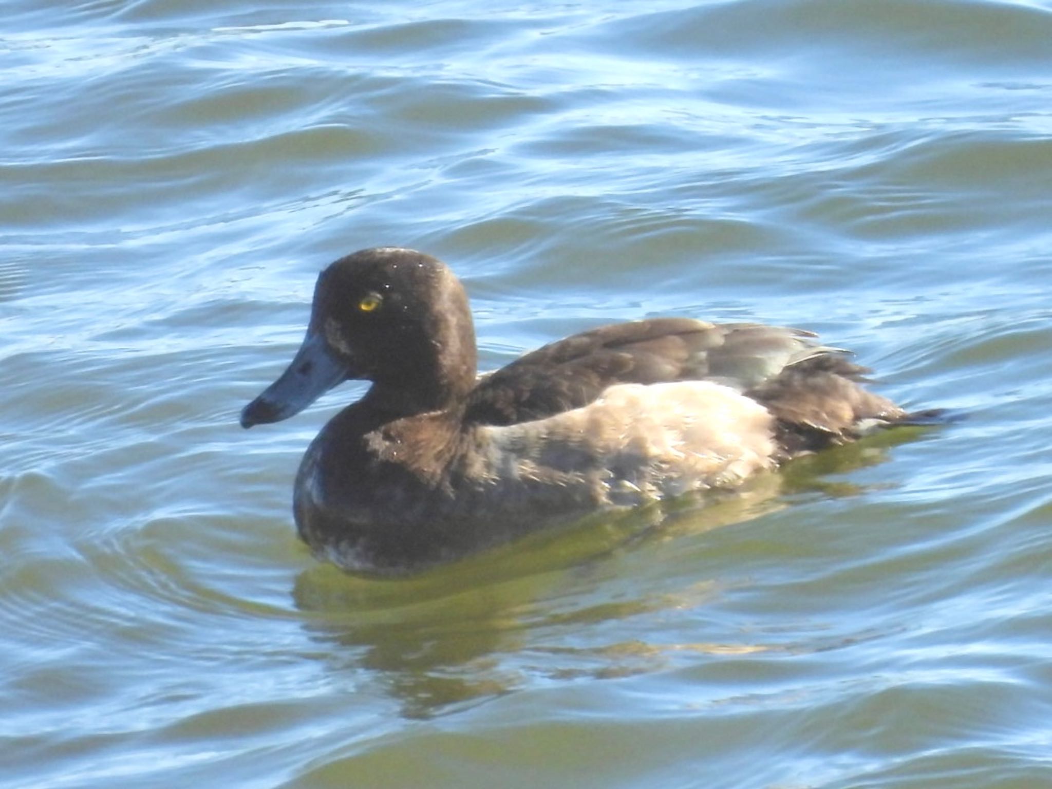 Tufted Duck