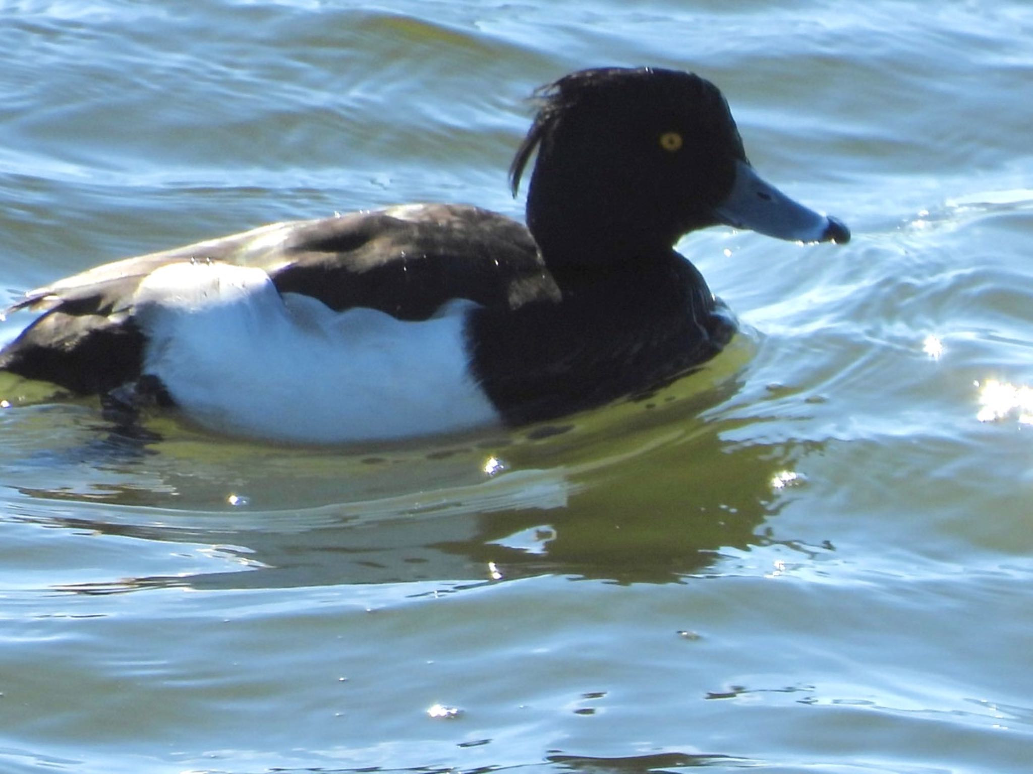 Tufted Duck