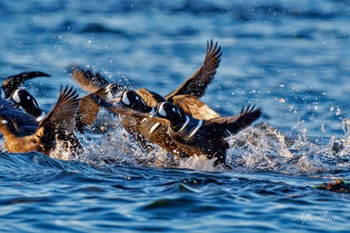 2023年12月23日(土) 平磯海岸の野鳥観察記録