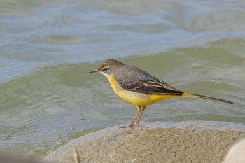 Grey Wagtail 天満大池 Wed, 11/29/2023