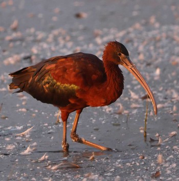 Glossy Ibis Unknown Spots Sun, 12/24/2023