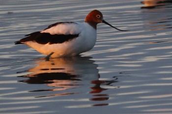 Red-necked Avocet  Western treatment plant Sun, 12/24/2023