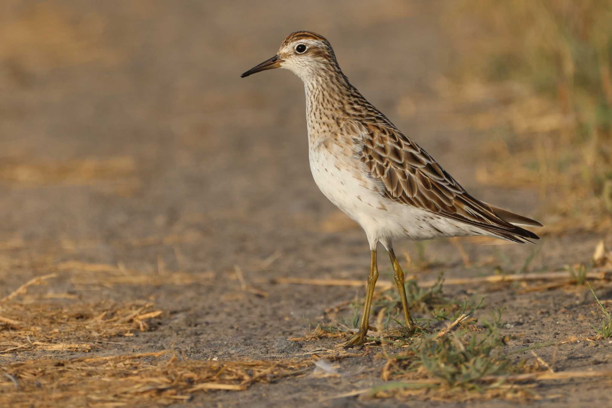 Photo of Sharp-tailed Sandpiper at  by Mororo