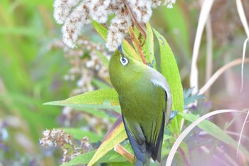 2023年12月25日(月) 長浜公園の野鳥観察記録