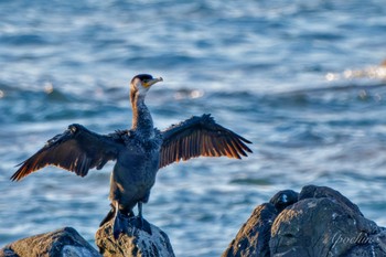 ウミウ 平磯海岸 2023年12月23日(土)