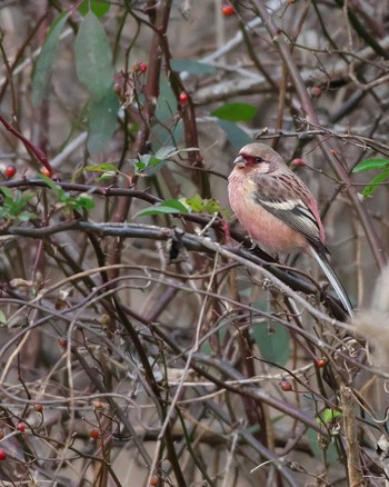 Siberian Long-tailed Rosefinch 井頭公園 Sun, 12/24/2023