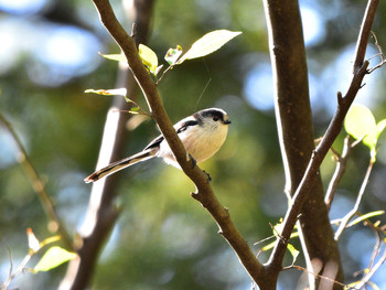 Long-tailed Tit 東京01 Sat, 10/20/2018