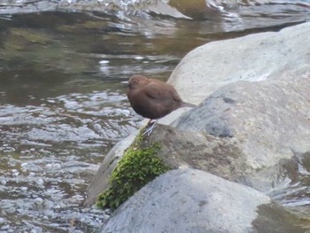 Brown Dipper 長門峡 Sat, 12/23/2023