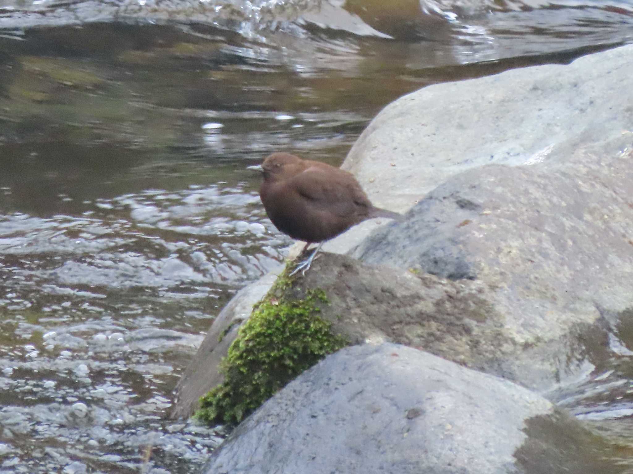 Brown Dipper