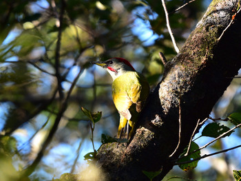 Japanese Green Woodpecker 東京24 Sun, 10/21/2018