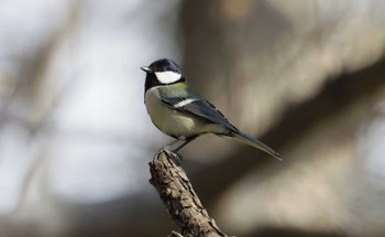 Japanese Tit 和歌山 Mon, 12/25/2023