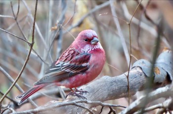 Sun, 12/17/2023 Birding report at Saitama Prefecture Forest Park