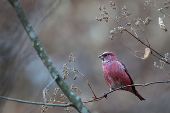 Pallas's Rosefinch Saitama Prefecture Forest Park Sat, 12/23/2023