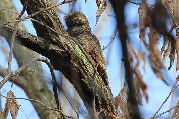 Grey Nightjar Unknown Spots Fri, 10/12/2018