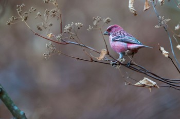 Pallas's Rosefinch Saitama Prefecture Forest Park Sat, 12/23/2023