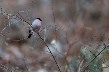 Eurasian Bullfinch Saitama Prefecture Forest Park Sat, 12/23/2023