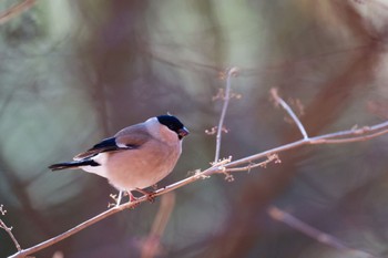 Eurasian Bullfinch Saitama Prefecture Forest Park Sat, 12/23/2023