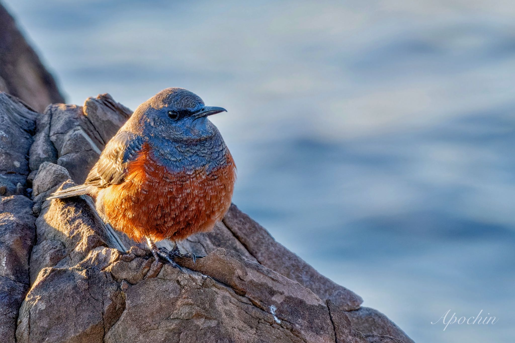 Blue Rock Thrush